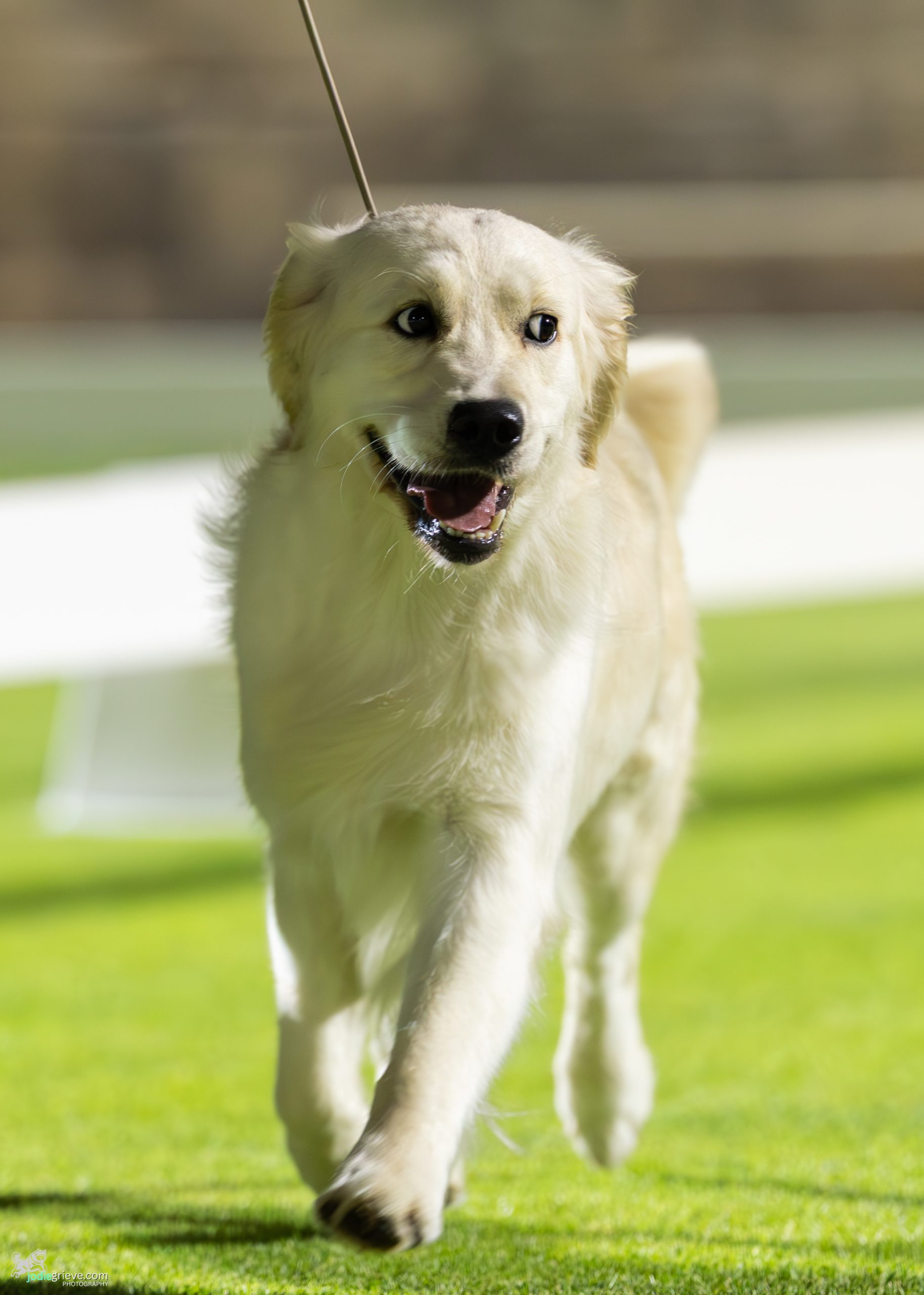 Lights, Laughter and a Little Friendly Rivalry at Hills Kennel Club